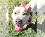 Small Photo #9 American Bulldog-Unknown Mix Puppy For Sale in Redlands, CA, USA