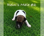 Small Photo #15 Jack Russell Terrier Puppy For Sale in KINGSVILLE, MO, USA