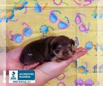 Small Photo #2 Schnauzer (Miniature) Puppy For Sale in WINNSBORO, LA, USA