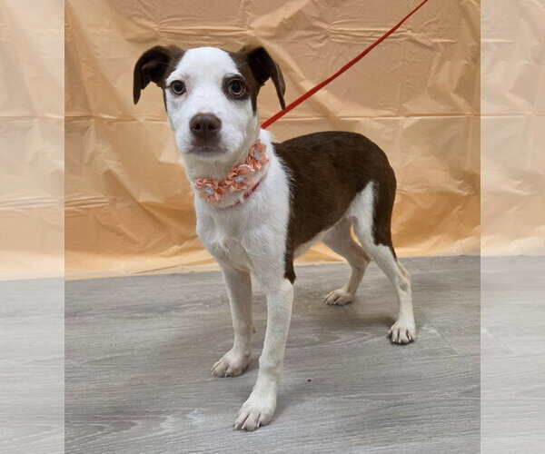 Medium Photo #3 Beagle-Irish Terrier Mix Puppy For Sale in Attalka, AL, USA