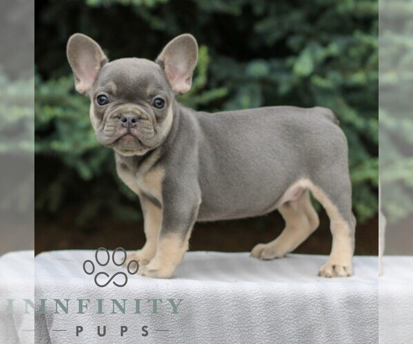Medium Photo #2 French Bulldog Puppy For Sale in EAST EARL, PA, USA