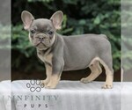 Small #1 French Bulldog