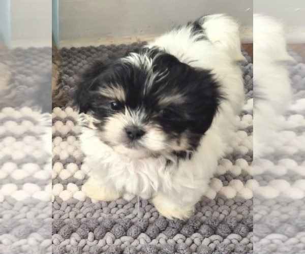 Medium Photo #1 Mal-Shi Puppy For Sale in CEDAR RAPIDS, IA, USA