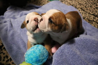 English Bulldog Puppy for sale in MANCHESTER, CT, USA