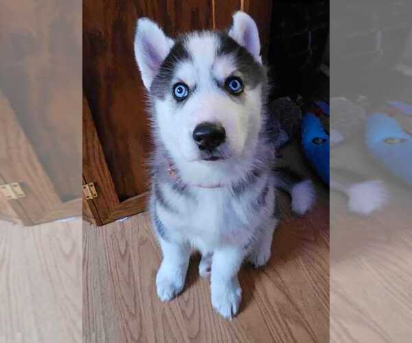 Medium Photo #1 Siberian Husky Puppy For Sale in BURLINGTON, WA, USA