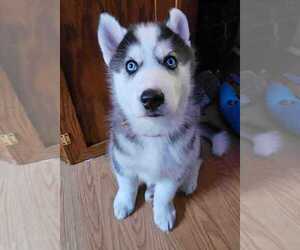 Siberian Husky Puppy for Sale in BURLINGTON, Washington USA