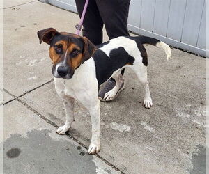 American Foxhound-Unknown Mix Dogs for adoption in Louisville, KY, USA
