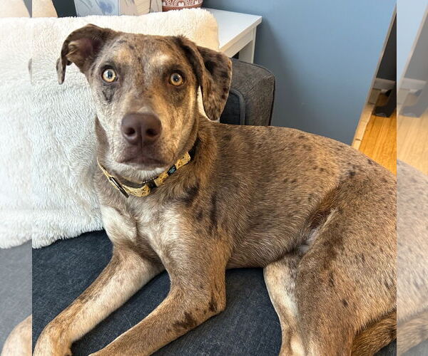 Medium Photo #12 Catahoula Leopard Dog-Unknown Mix Puppy For Sale in Brooklyn Center, MN, USA