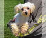 Small #2 Maltese