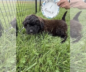 Saint Berdoodle Puppy for Sale in BROWNSTOWN, Indiana USA