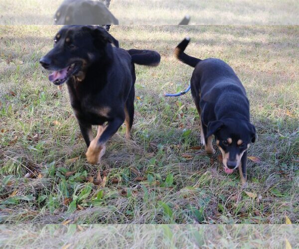 Medium Photo #2 Mutt Puppy For Sale in Jackson, MS, USA