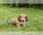 Small #1 Dachshund