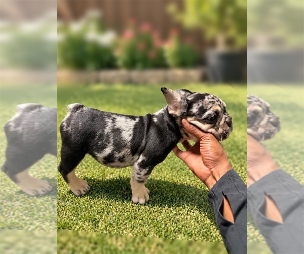 Medium Photo #2 French Bulldog Puppy For Sale in COLUMBIA, SC, USA