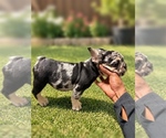 Oreo - Male French Bulldog Puppy for Sale - Photo #2