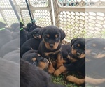 Small Photo #13 Rottweiler Puppy For Sale in COLORADO SPRINGS, CO, USA