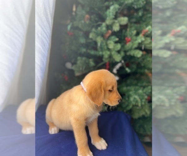Medium Photo #4 Golden Retriever Puppy For Sale in SAN FERNANDO, CA, USA