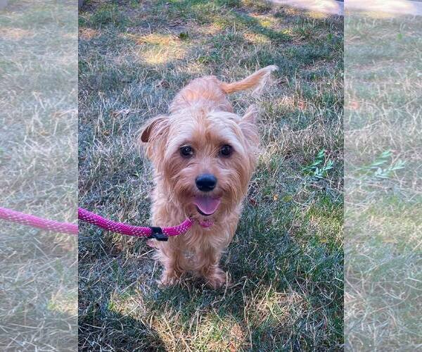 Medium Photo #4 Silky Terrier-Unknown Mix Puppy For Sale in Rochester, NY, USA