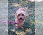 Small #3 Silky Terrier Mix