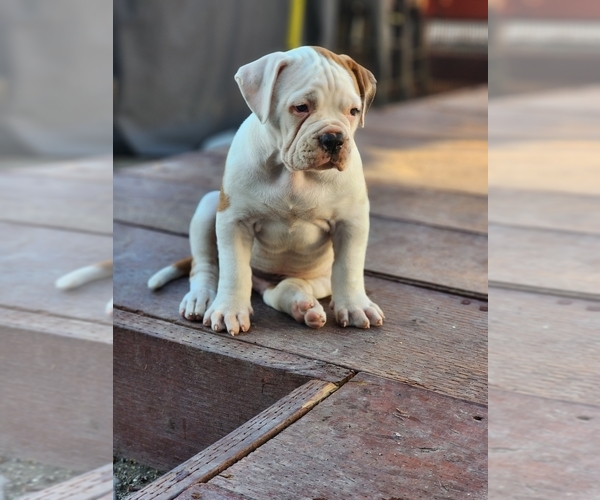 Medium Photo #1 American Bulldog Puppy For Sale in SANTA ANA, CA, USA