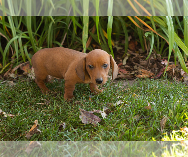 Medium Photo #4 Dachshund Puppy For Sale in WAKARUSA, IN, USA