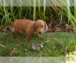 Baylor - Male Dachshund Puppy for Sale - Photo #4