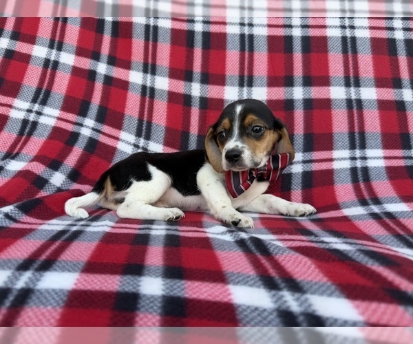 Medium Photo #5 Beagle Puppy For Sale in LAKELAND, FL, USA