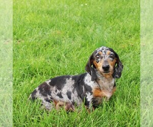 Mother of the Dachshund puppies born on 05/29/2025