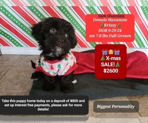 Havanese Puppy for sale in TUCSON, AZ, USA