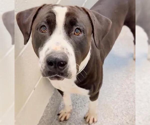 Medium Photo #2 Mutt Puppy For Sale in Houston, TX, USA