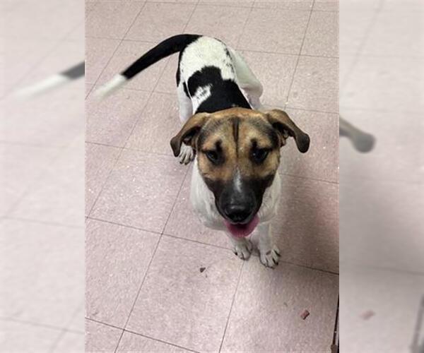 Medium Photo #1 Labrador Retriever-Unknown Mix Puppy For Sale in Lufkin, TX, USA