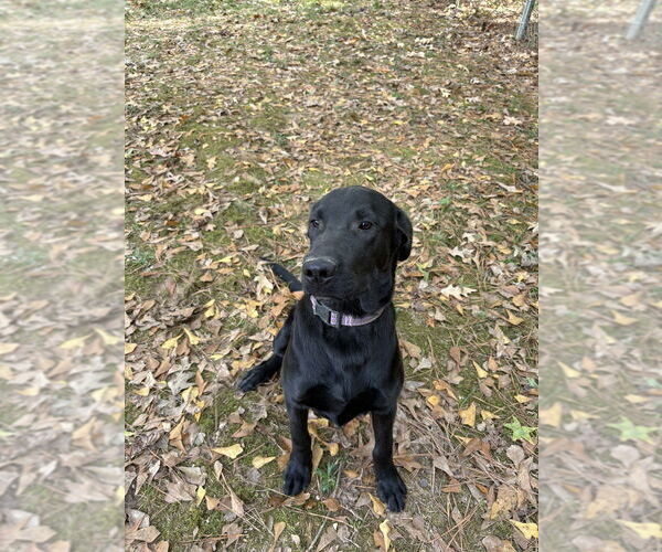 Medium Photo #4 Labrador Retriever-Unknown Mix Puppy For Sale in Boston, MA, USA
