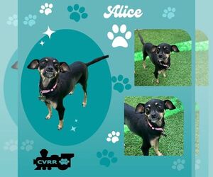 Chiweenie Dogs for adoption in Lindsay, CA, USA