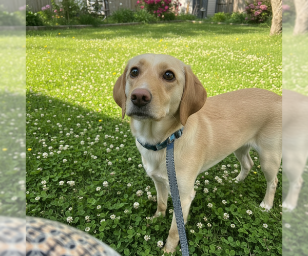 Medium Photo #3 Labrador Retriever-Unknown Mix Puppy For Sale in MIDWAY, UT, USA