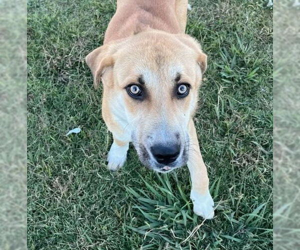 Medium Photo #2 Siberian Husky-Unknown Mix Puppy For Sale in Minneapolis, MN, USA