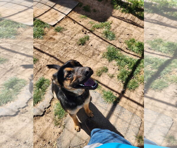 Medium Photo #2 German Shepherd Dog Puppy For Sale in Amarillo, TX, USA