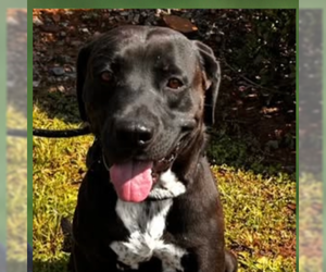 Mutt Dogs for adoption in Rockaway, NJ, USA