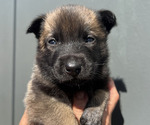 Small Photo #7 Dutch Shepherd Dog Puppy For Sale in GLENVIEW, IL, USA
