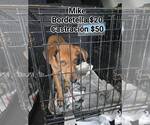 Small #11 German Pinscher Mix