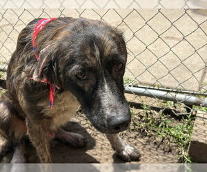 German Shepherd Dog-Unknown Mix Dogs for adoption in Tulsa, OK, USA