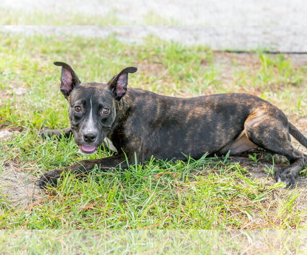 Medium Photo #4 Mutt Puppy For Sale in Hilton Head, SC, USA