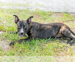 Small #3 Mutt