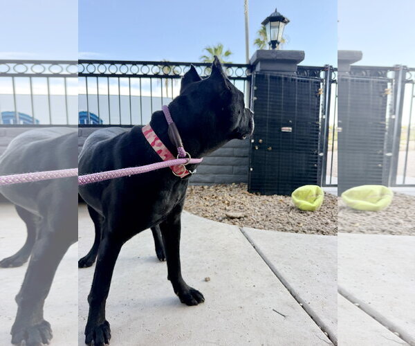 Medium Photo #2 Mutt Puppy For Sale in Goodyear, AZ, USA