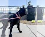 Small #1 Mutt