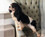 Small Photo #1 Cavalier King Charles Spaniel Puppy For Sale in LANCASTER, PA, USA