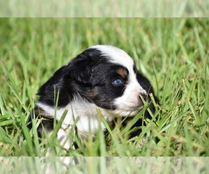 Miniature Australian Shepherd Puppy for sale in PALM COAST, FL, USA