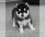 Puppy 4 Pomsky