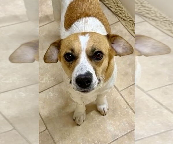 Medium Photo #3 Beagle-Unknown Mix Puppy For Sale in Green Forest, AR, USA