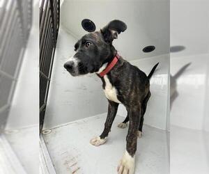 American Pit Bull Terrier-Labrador Retriever Mix Dogs for adoption in Houston, TX, USA