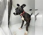 Small American Pit Bull Terrier-Labrador Retriever Mix