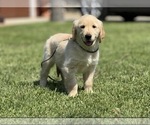 Small Golden Retriever